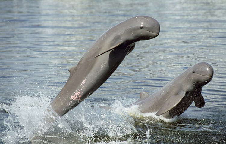 Ayeyarwaddy Dolphin